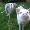 The Prospect Park Zoo Now Has Three Adorable Little Piggies